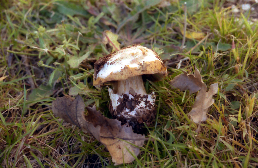 Cortinarius olidovolvatus  M.Bon & Trescol